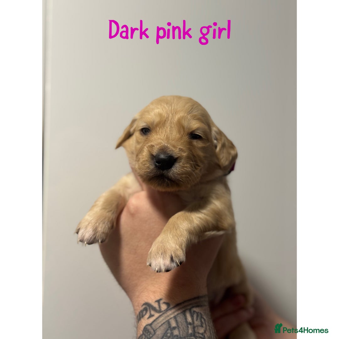 Golden Retriever dogs for sale: Stunning Showline Golden Retrievers 🐾  - Image 14