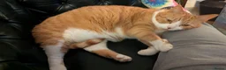 Mixed Breed cats for adoption: Total Cuddly Cat - Jones - Cat-friendly - Advert 5