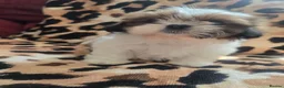 Shih Tzu dogs for sale: 4 shit tzu puppy's  - Advert 3