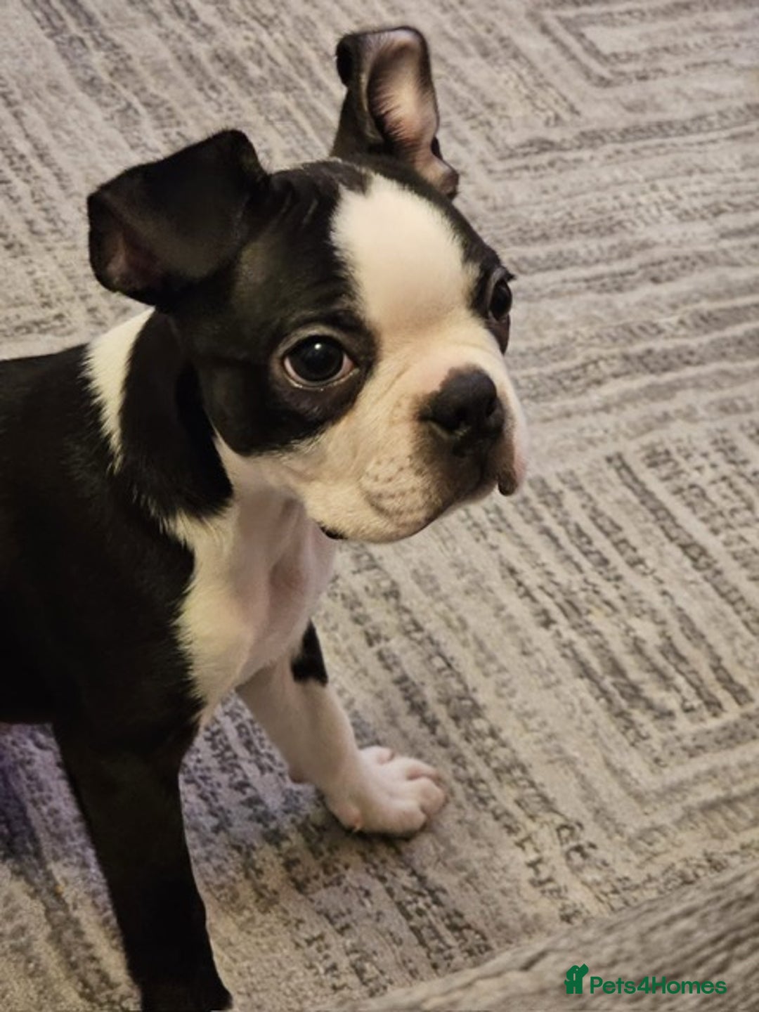 Boston Terrier dogs for sale: Boston Terrier Puppy Ready for His Forever Home - Advert 4