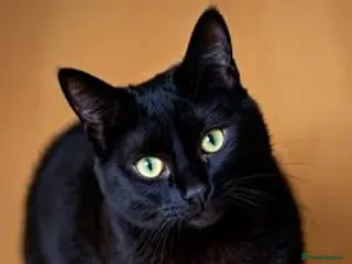 Mixed Breed cats Test kitten - Advert 1