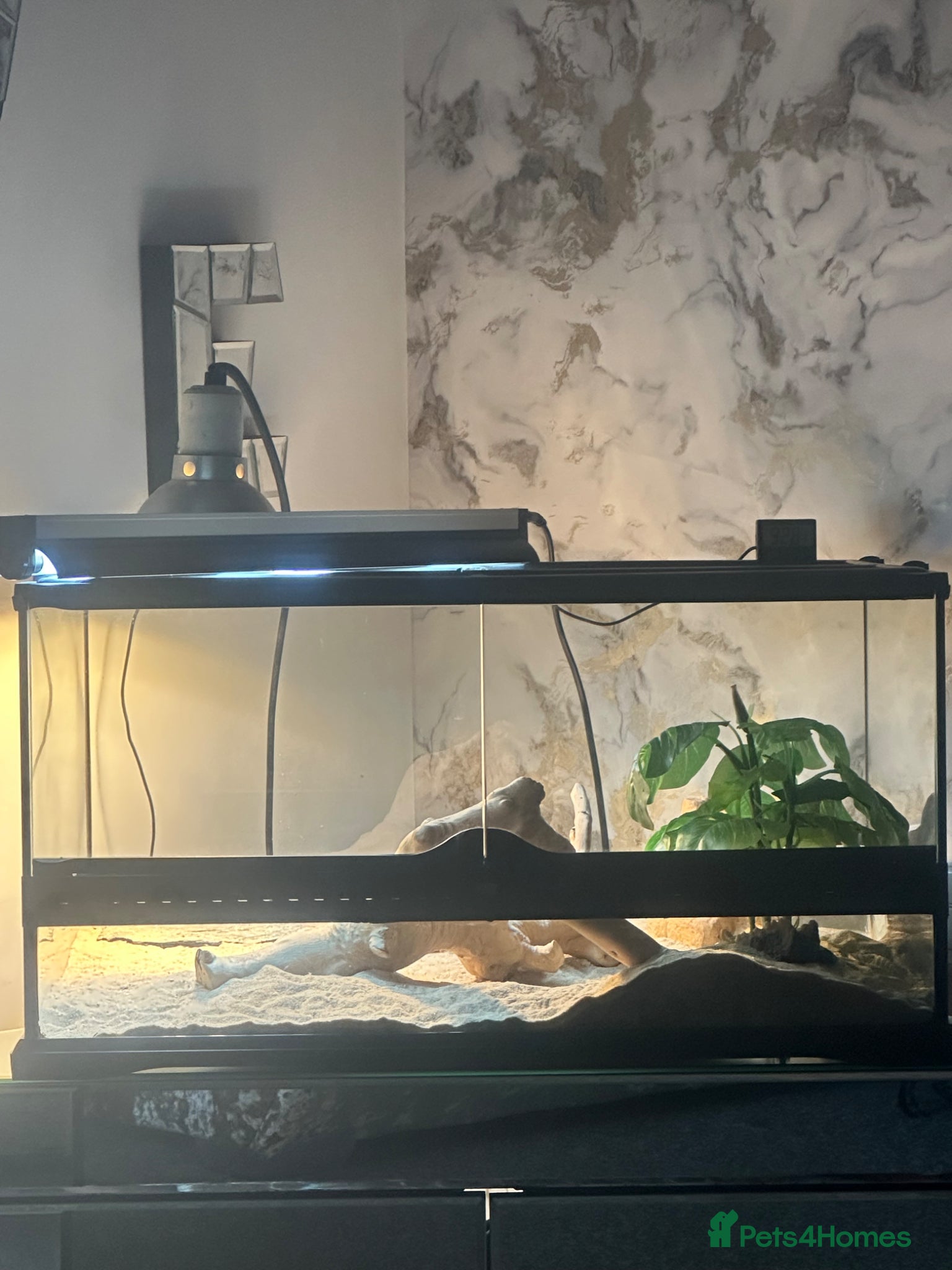 Leopard Gecko reptiles for sale: Leopard gecko male  - Advert 6