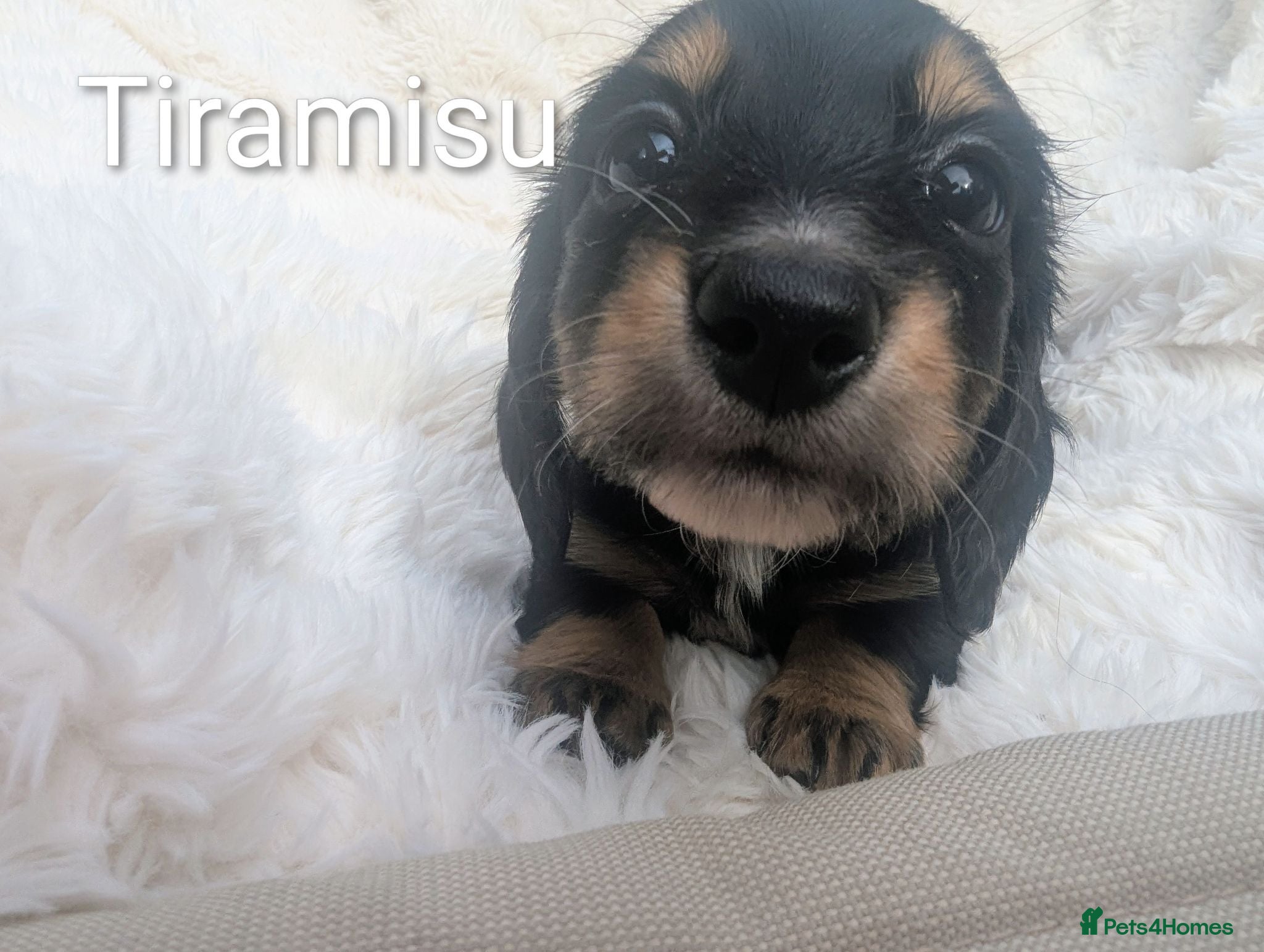 Miniature Dachshund dogs 🏆 Longhaired Russian Champion lines - miniatures - Advert 2