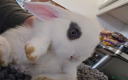 Mini Lop rabbits for sale: Gorgeous Mini lop baby girl ready now  - Image 2