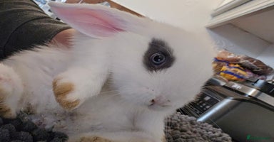 Mini Lop rabbits - Advert 8