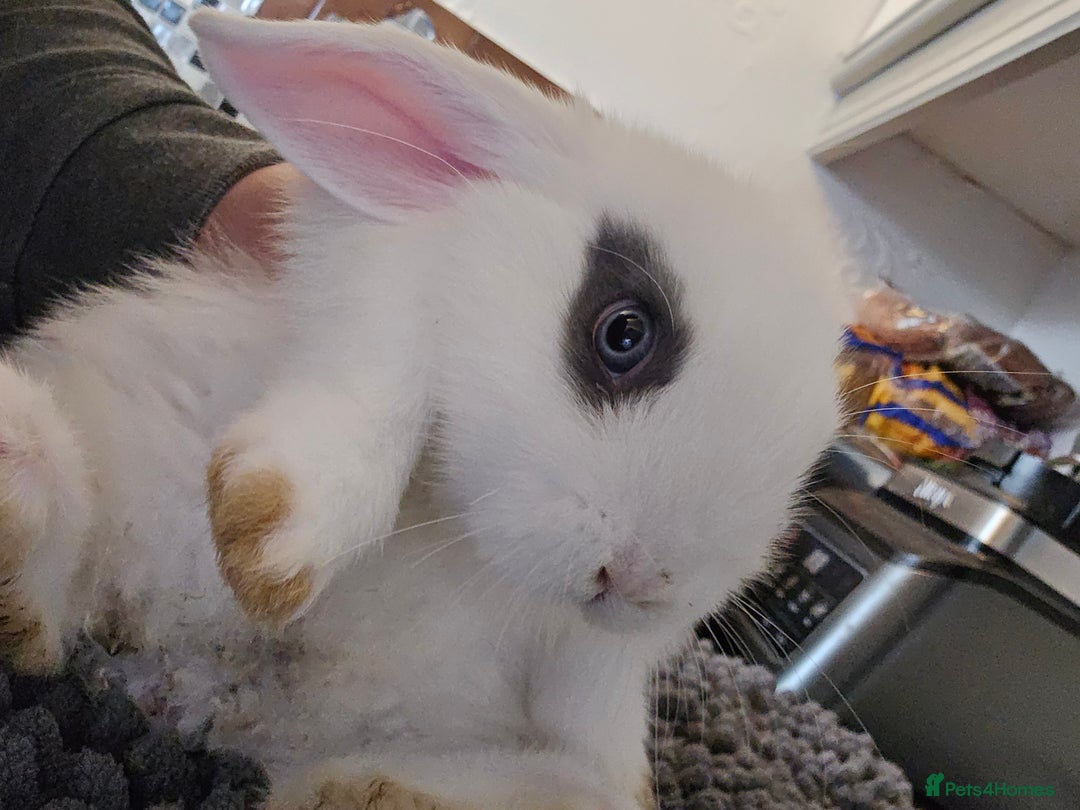 Mini Lop rabbits for sale: Gorgeous Mini lop baby girl ready now  - Image 2