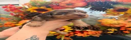 Miniature Dachshund dogs for sale:  LAST BOY!  miniature daschund - Advert 14