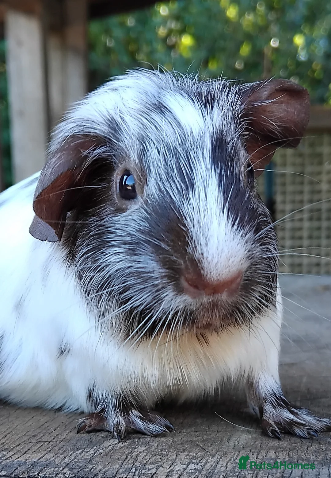 Guinea Pig rodents for sale: *SOLD* - Advert 1