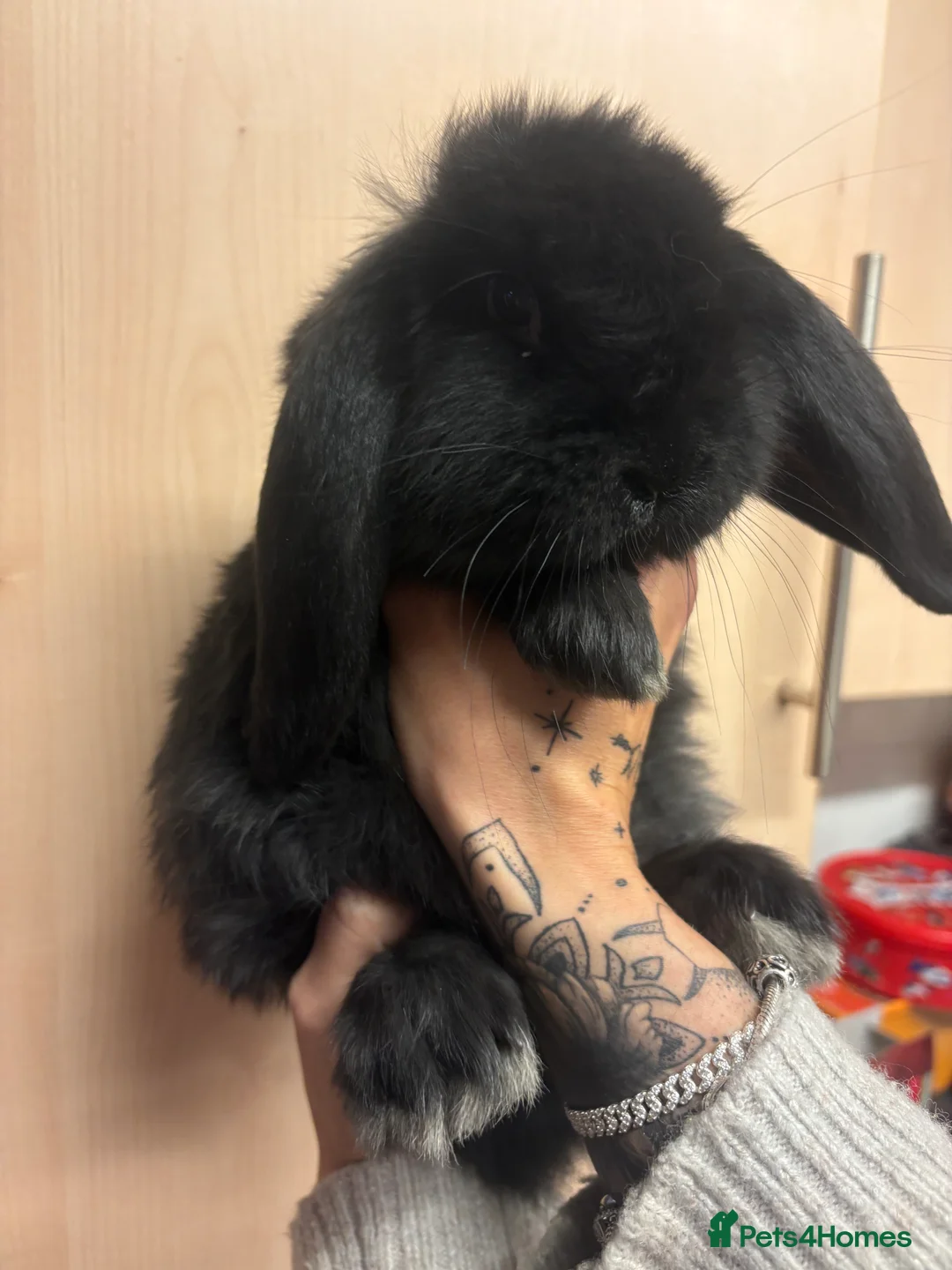 French Lop rabbits for sale: Gorgeous French lop babies  - Advert 1