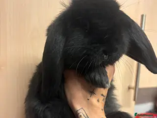 French Lop rabbits Gorgeous French lop babies - Advert 5