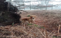 Golden Retriever dogs for stud: Golden Retriver Red/Dark Stud Dog - Image 17