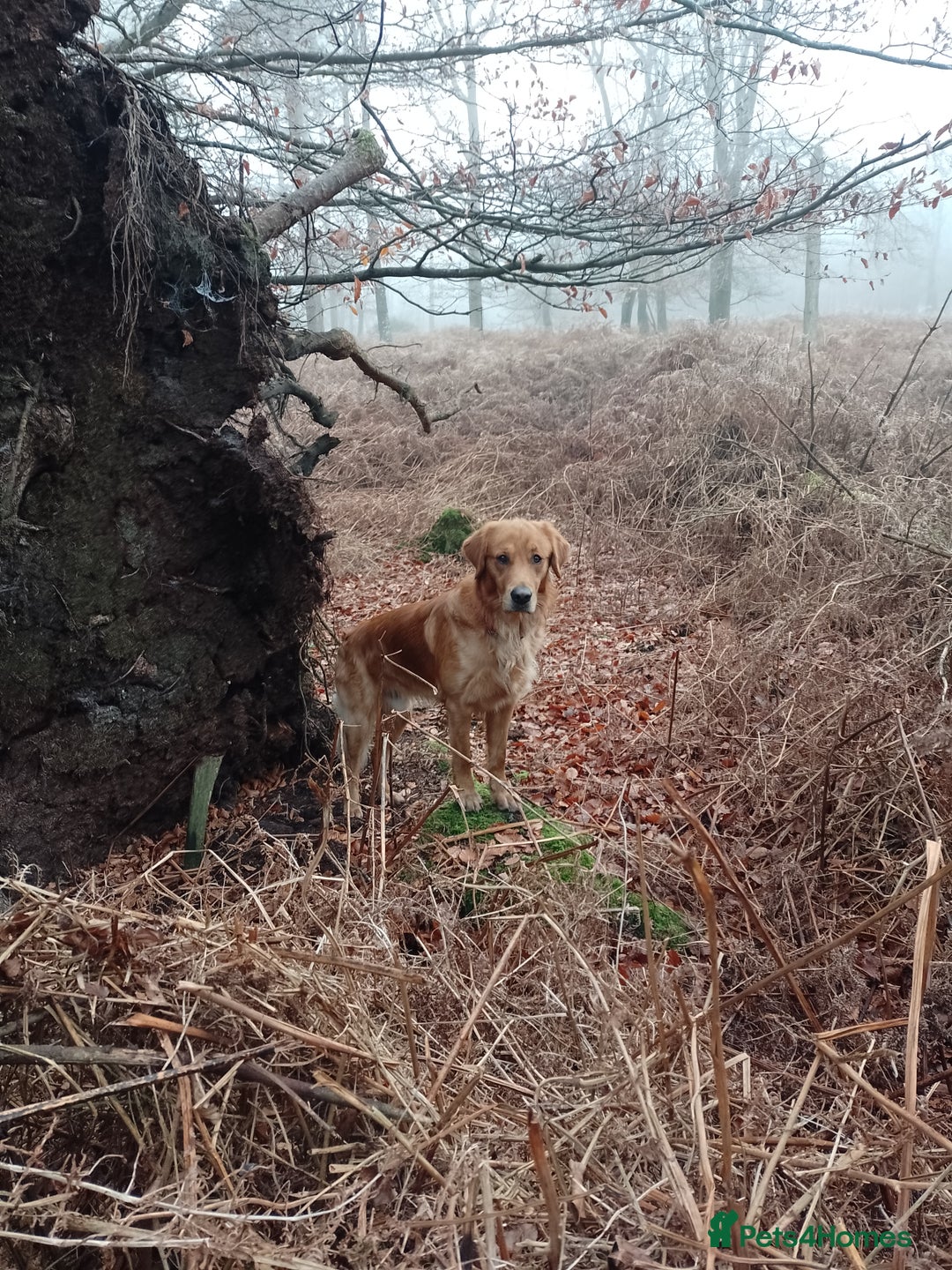 Golden Retriever dogs for stud: Golden Retriver Red/Dark Stud Dog - Image 17