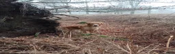 Golden Retriever dogs for stud: Golden Retriver Red/Dark Stud Dog in Southampton - Advert 17