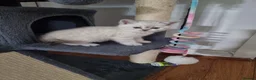 Scottish Fold cats for sale: Scottish Straight and Scottish Fold  - Advert 8
