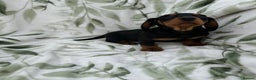 Dachshund dogs for sale: 2 Beautiful dachshunds left!!! - Advert 15