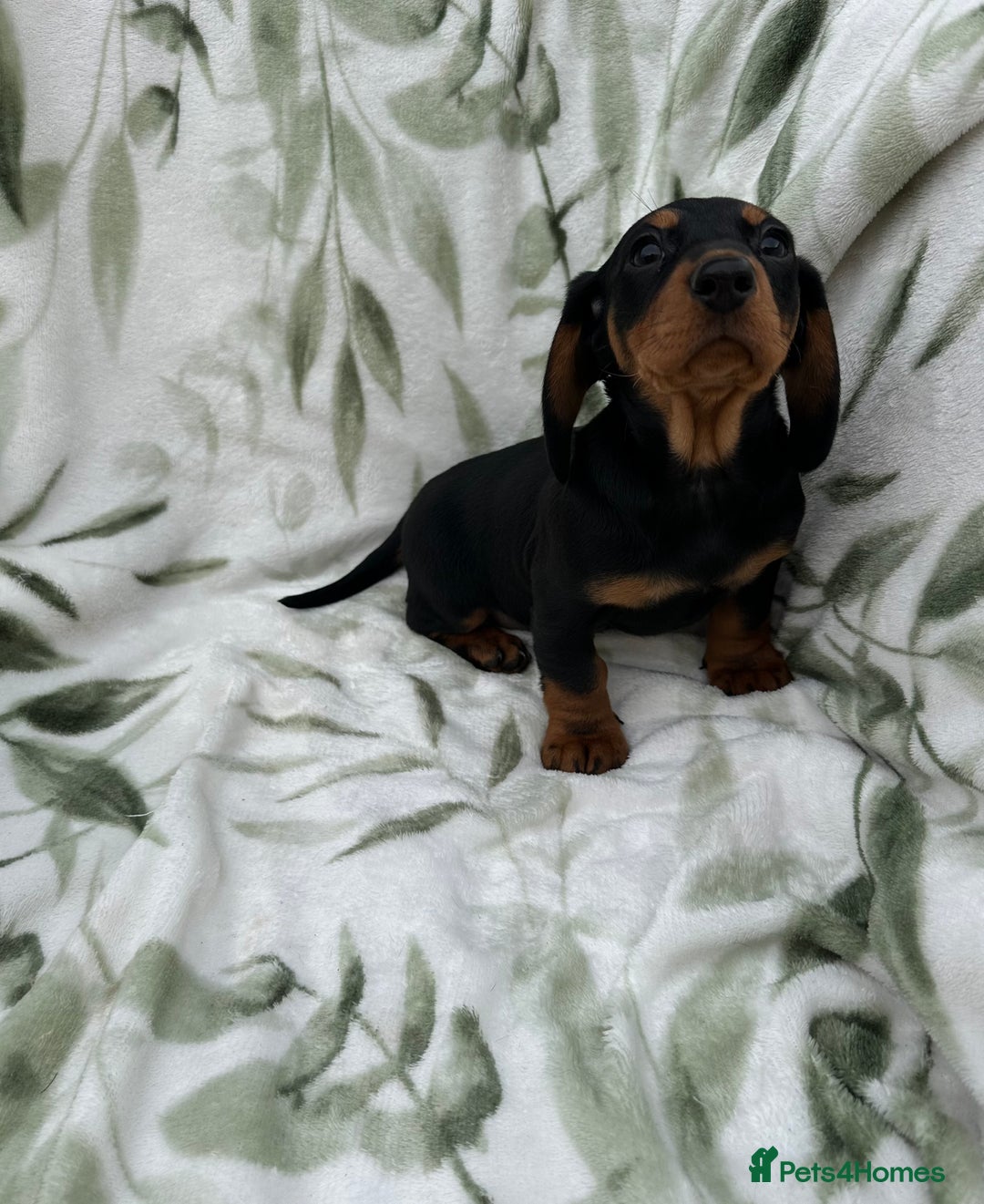 Dachshund dogs for sale: 2 Beautiful dachshunds left!!! - Advert 15