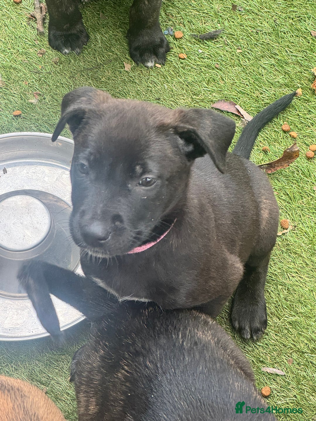 Mixed Breed dogs for sale: Only 1 females left! Stunning bullherder pups  - Advert 15