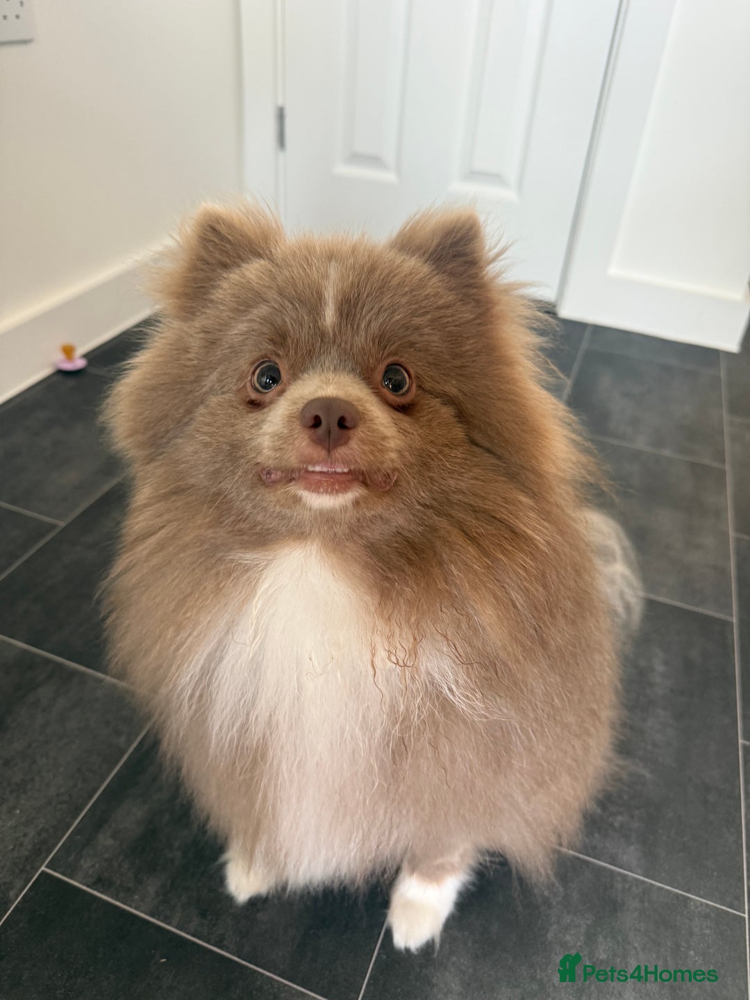 Pomeranian dogs for sale: 2x 1 year old Pomeranian boys.  - Image 3