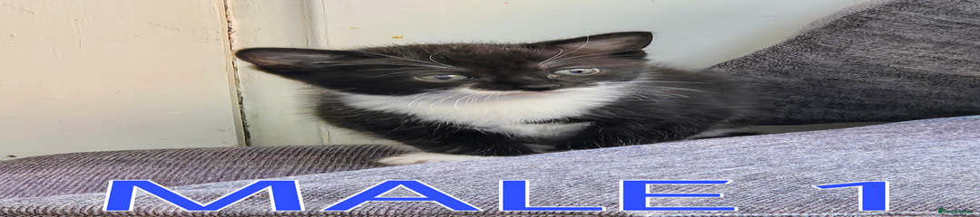 Male 1 – Royal blue collar