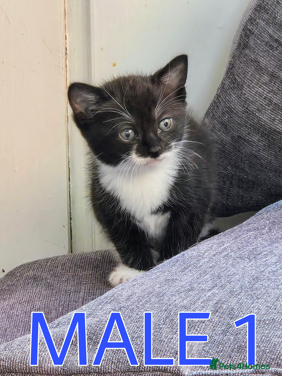 Mixed Breed cats for sale: Siamese Mum x Black and White kittens - Image 2