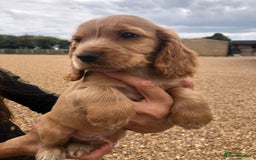 Cocker Spaniel dogs for sale: 3 BOYS 1 GIRL REMAINING  💙💙💙🩷 - Image 11