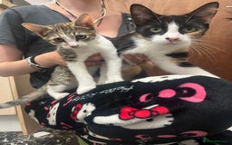 Domestic Shorthair cats for sale: Female Domestic Shorthair kitten - Image 3