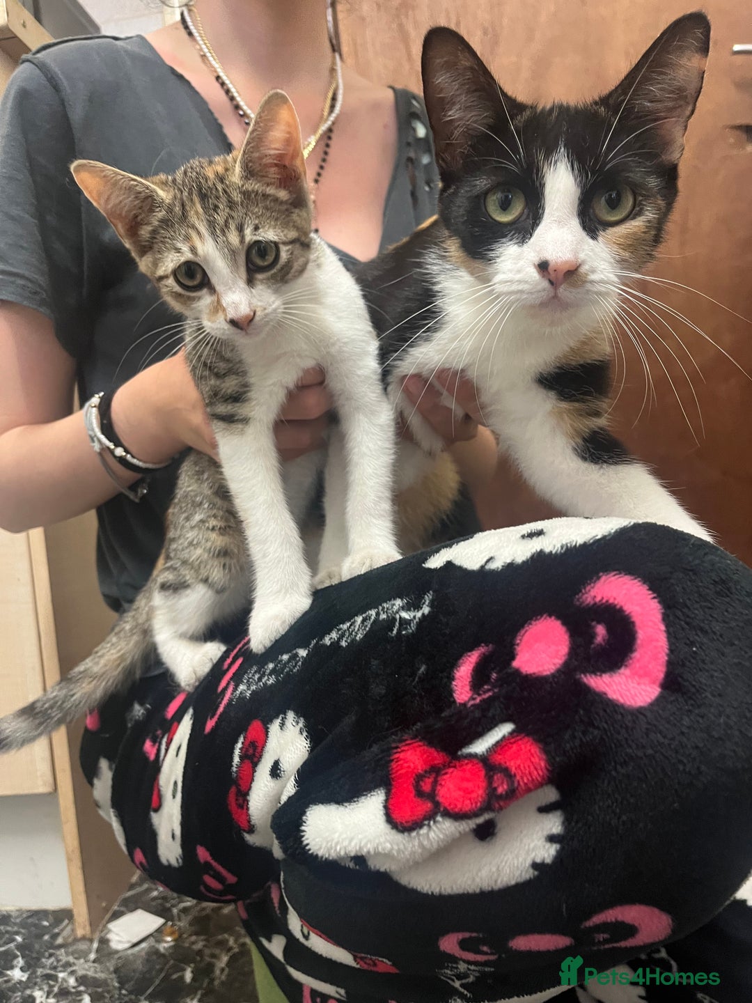 Domestic Shorthair cats for sale: Female Domestic Shorthair kitten - Image 3
