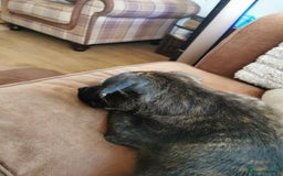 Mixed Breed dogs for sale: Staffordshire bull terrier cross German Shepherd - Image 3