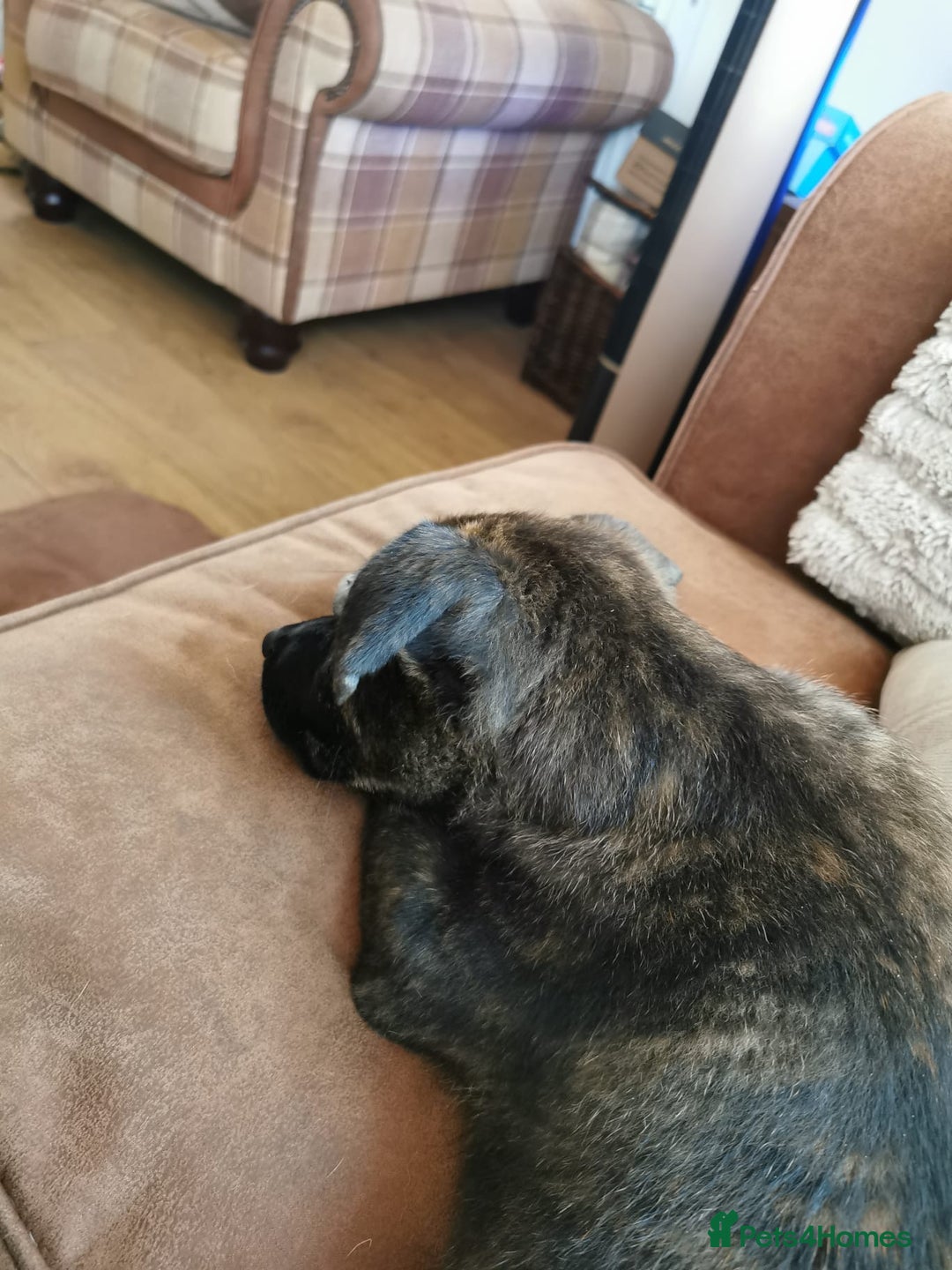 Mixed Breed dogs for sale: Staffordshire bull terrier cross German Shepherd - Image 3