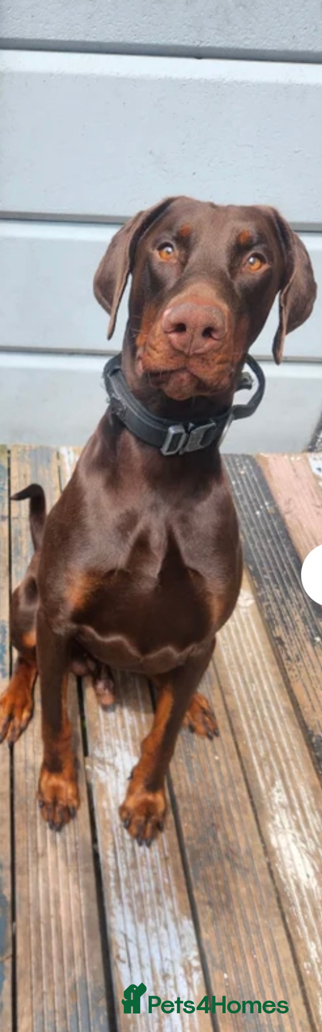 Dobermann dogs for sale: Doberman male  - Advert 5