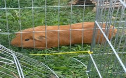 Guinea Pig rodents for sale: Three boars for new homes 🏠  - Image 1