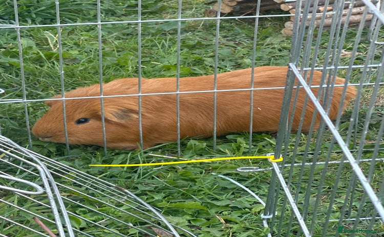 Guinea Pig rodents - Advert 4