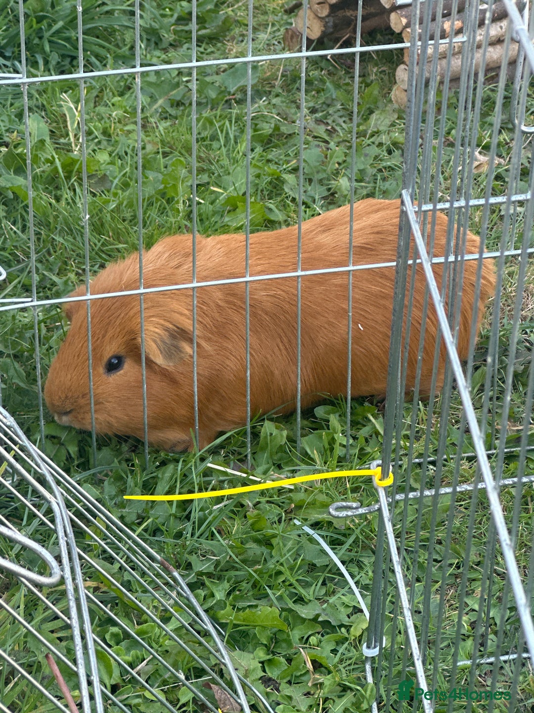 Guinea Pig rodents for sale: Three boars for new homes 🏠  - Image 1