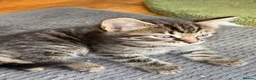 Mixed Breed cats for sale: Available Adorable Kittens - Ready to leave now in Barking - Advert 3
