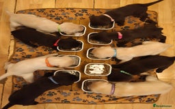 Labrador Retriever dogs for sale: Adorable Labrador Retriever Puppies  - Image 14