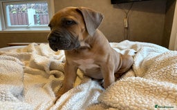 Boerboel dogs for sale: EXCEPTIONAL NABBR REGISTERED PUPPIES!  - Image 3