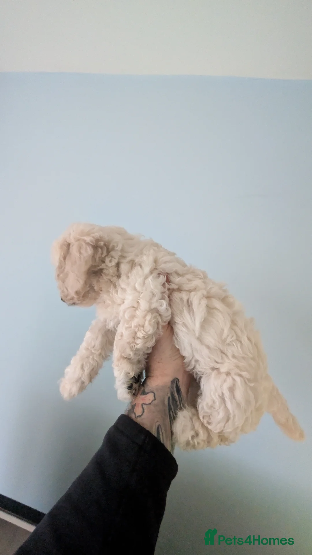 Cavachon dogs for sale: Beautiful female Cavapoochon pup - Advert 5