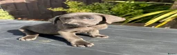 Labrador Retriever dogs for sale: ghost’s beautiful dozen - Advert 15