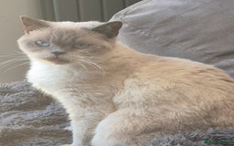 British Shorthair cats for sale: Lovely blue colourpoint girl in Ashton-under-Lyne - Image 3