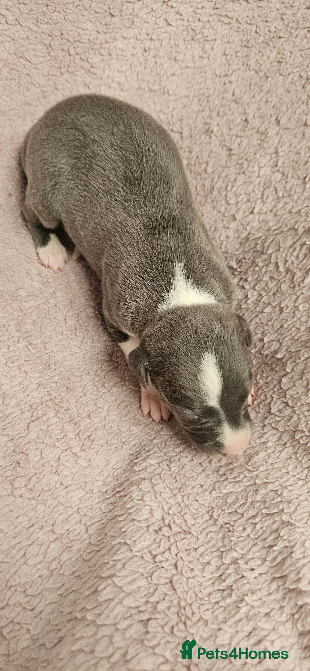 Whippet dogs for sale: KC HEART AND HEALTH TESTED WHIPPETS - Image 29