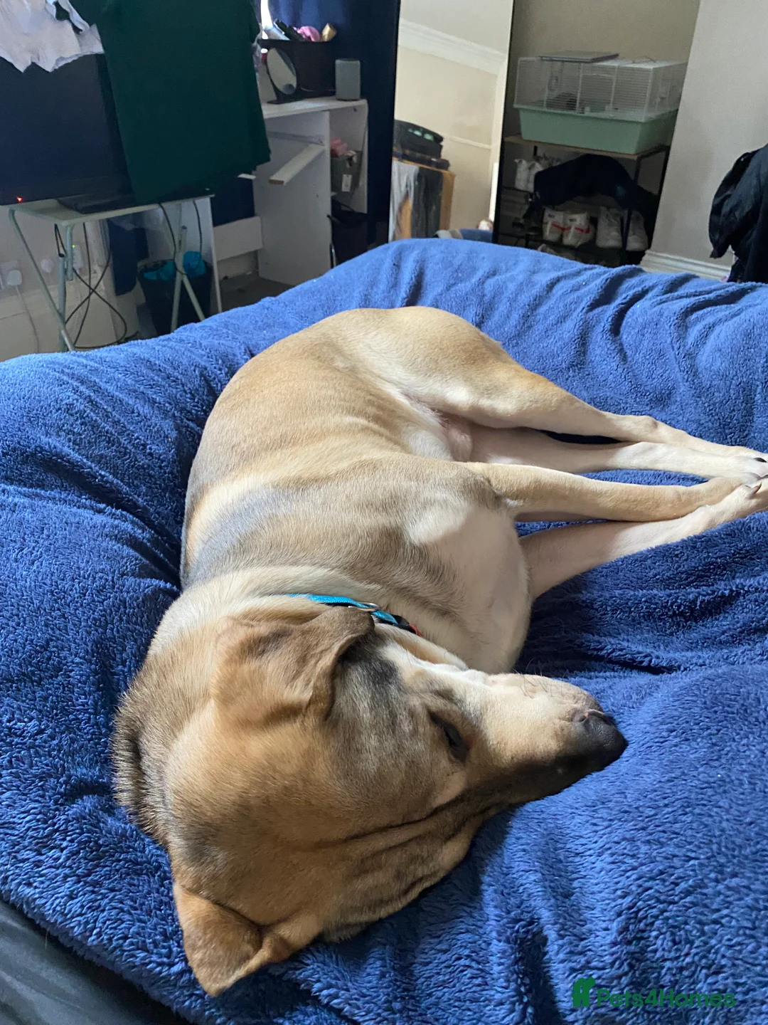 Sheprador dogs for sale: RORY  - Advert 2