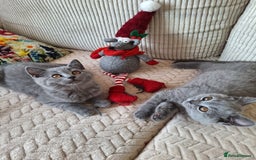 Scottish Fold cats for sale: Discount! Half price! Pure breed Scottish Fold  - Image 13