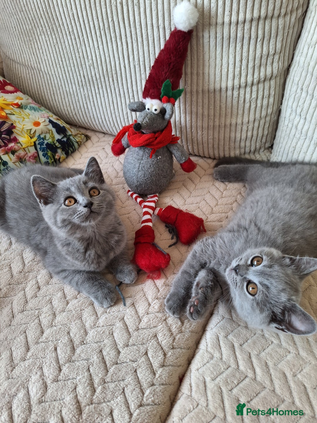 Scottish Fold cats for sale: Discount! Half price! Pure breed Scottish Fold  - Image 13