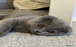 Scottish Fold cats for sale: Gorgeous fluffy Scottish fold available - Image 3