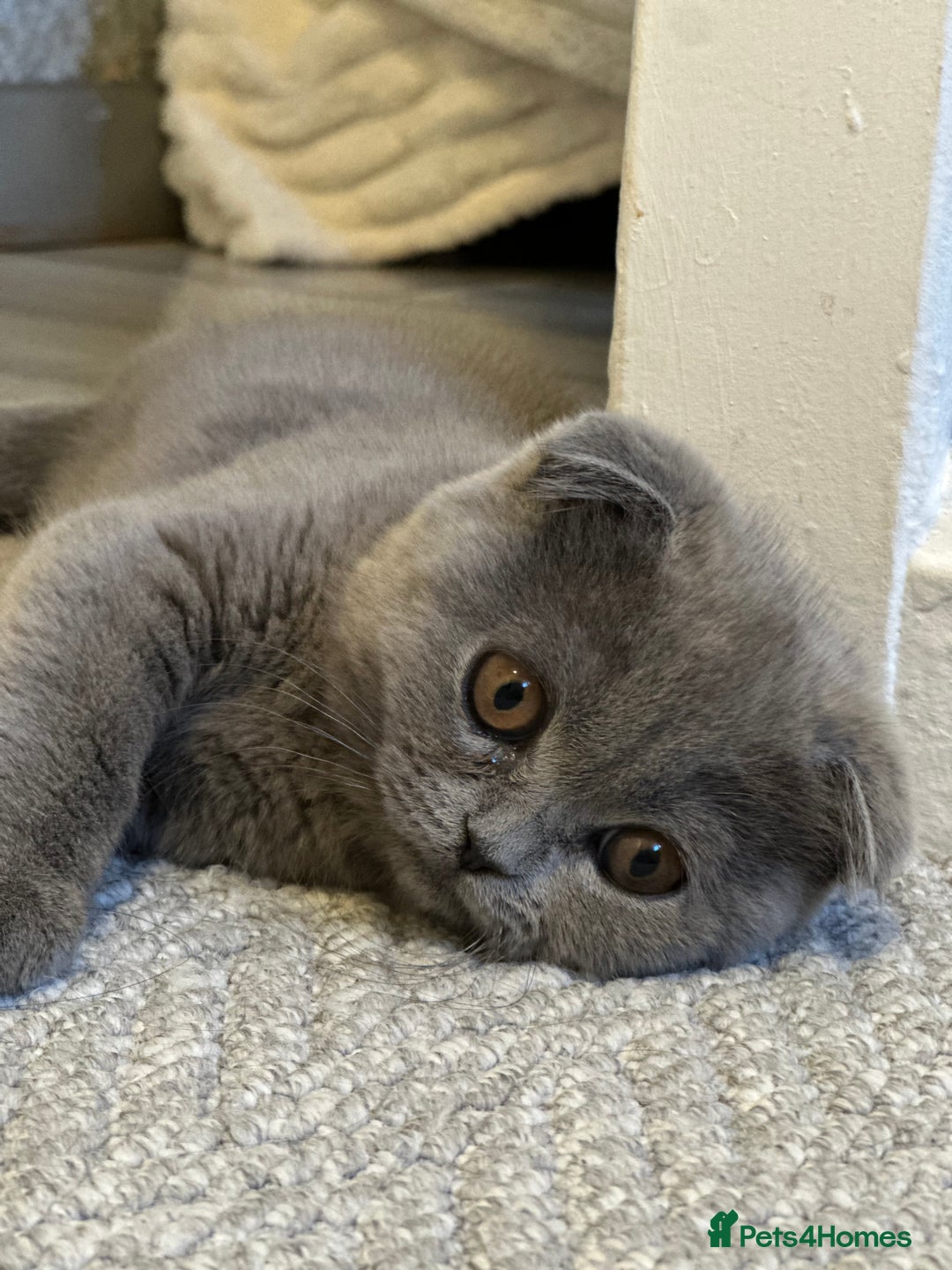 Scottish Fold cats for sale: Gorgeous fluffy Scottish fold available - Image 3