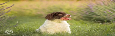 Spanish Water Dog Puppy 5