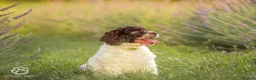 Spanish Water Dog dogs for sale: Spanish water dog  - Advert 7