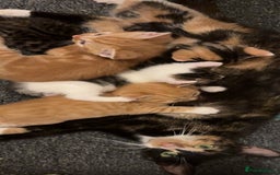 Mixed Breed cats for sale: 5 beautiful kittens 4 boys and 1 girl  - Image 8