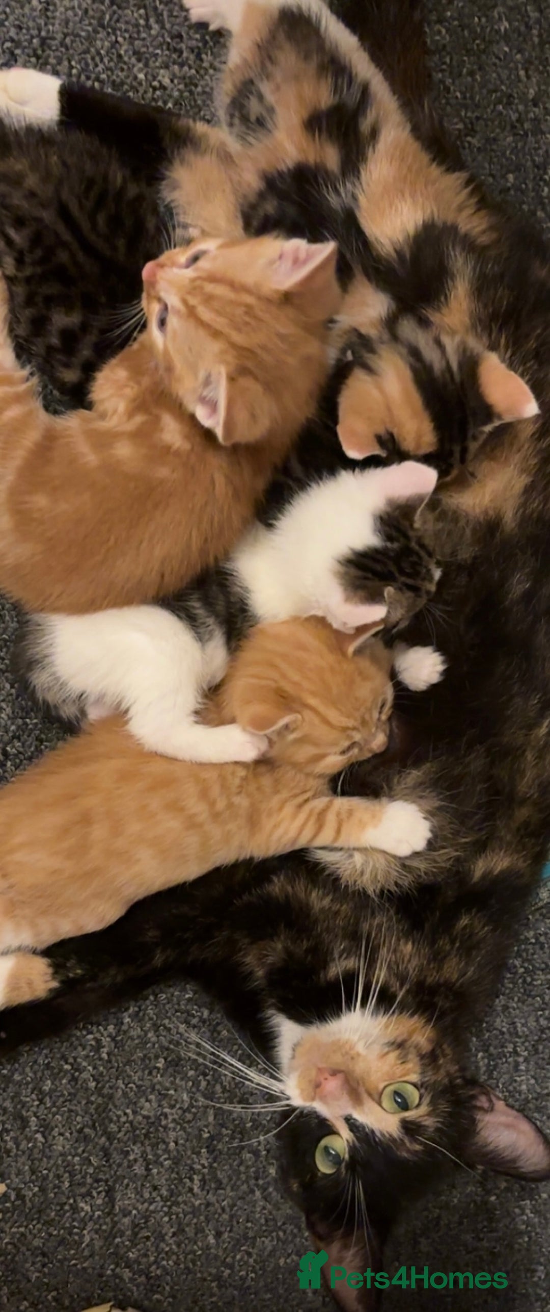 Mixed Breed cats for sale: 5 beautiful kittens 4 boys and 1 girl  - Image 8