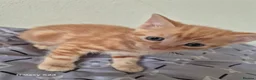 Mixed Breed cats for sale: 🐾 Beautiful Kittens Looking for Loving Homes 🐾 in Willenhall - Advert 22
